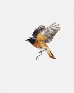 Phoenicurus phoenicurus, 2019
